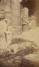 Portrait of a Dog, late 19th century. Creator: John Center.