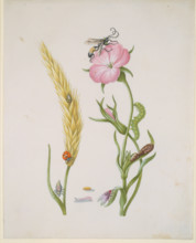 Ear of wheat and Corn Cockle with Metamorphoses of the Five-Spot Ladybird and Blowfly, after 1683.  Creator: Sybilla Merian.