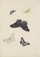Five butterflies, 17th century. Creator: Pieter Withoos.