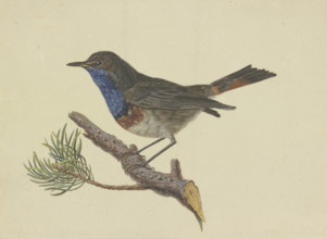 Bluethroat, sitting on a pine branch, facing left, late 18th century. Creator: Ambrosius Gabler.