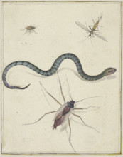 Three insects of different sizes and a snake, c1600-1629. Creator: Jacques de Gheyn II.