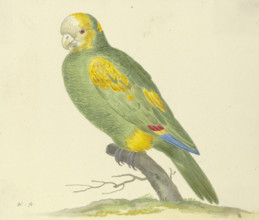 Green parrot, 17th century. Creator: Pieter Holsteyn.