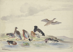 Eight ducks of various species on the water, 17th century. Creator: Pieter Holsteyn.