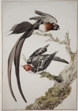 Paradise widow and sparrow bird, 18th century. Creator: Aert Schouman.