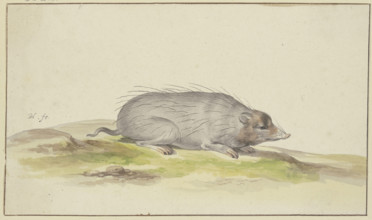 Mole facing to the right, 17th century. Creator: Pieter Holsteyn.