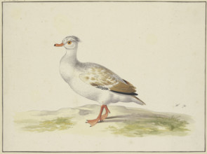 White duck with brown wings, red feet and beak, 17th century. Creator: Pieter Holsteyn.