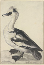 Crested duck with a white breast, black beak, feet, and wings, 18th century. Creator: Aert Schouman; Aert Schouman imitator; alternatively.
