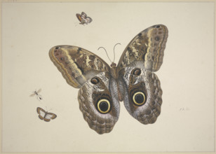 A large brown butterfly, two small ones, and an insect, 17th century. Creator: Herman Henstenburgh.