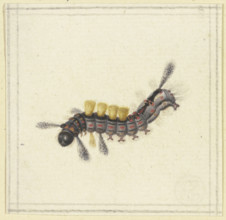 A black and red caterpillar with yellow tufts, 17th century. Creator: Herman Henstenburgh.