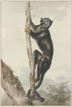 A Peruvian Spider Monkey (Ateles chamek), 1759. Creator: Aert Schouman.