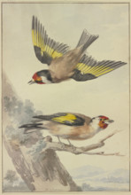 Two goldfinches, 18th century. Creator: Aert Schouman.