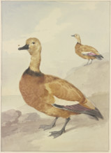 Two red ducks, 18th century. Creator: Aert Schouman.