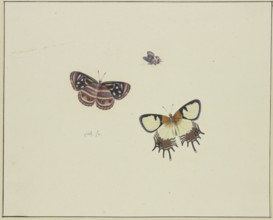 Three butterflies, late 17th century. Creator: Herman Henstenburgh.