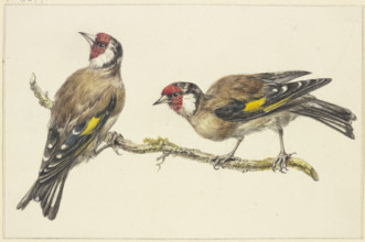 Two goldfinches, mid-late 18th century. Creator: J. H. van Loon.