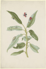 Willow leaves with poplar leaf beetles, eggs and larvae, after 1679. Creator: Sybilla Merian.