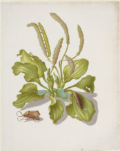 Plantain with Metamorphosis of the Brigh-Line Brown-Eye, after 1679. Creator: Sybilla Merian.