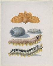 Copper brood moth with caterpillars and cocoon, after 1679.  Creator: Sybilla Merian.