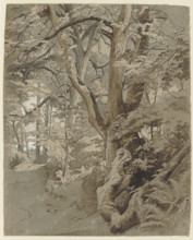 Woodland scene with an oak tree and ferns, 19th century. Creator: Johann Wilhelm Schirmer.