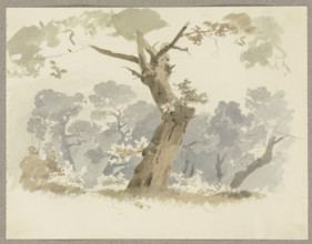 Woodland scene, a crooked tree in the foreground, c1846. Creator: Carl Theodor Reiffenstein.