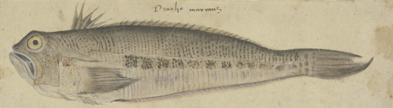 A Fish, c1500. Creator: German, 16th century;.