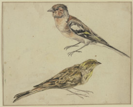 A goldfinch and a linnet, 17th century. Creator: Melchior d'Hondecoeter.