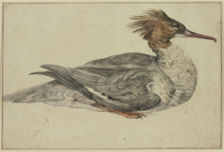 Resting duck with a brown crest, red beak and feet, mid-late 17th century. Creator: Melchior d'Hondecoeter.
