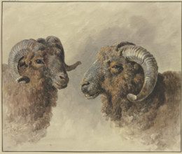 Two sheep, 18th century. Creator: Jacob van Strij.