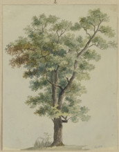 Tree, 1836. Creator: Carl Theodor Reiffenstein.