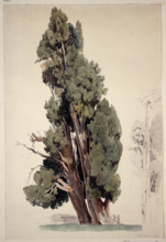 Cypresses in the park of the Villa d'Este in Tivoli, 1826. Creator: Ernst Fries.