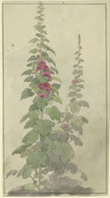 Rosellas, 19th century. Creator: Jakob Becker.