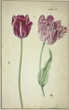 Two tulips, 17th century. Creator: Unknown.