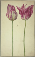 Two tulips, 17th century. Creator: Unknown.