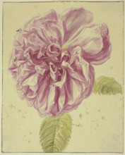 Peony with two flies on its blossom, 17th century; 18th century. Creator: Unknown.