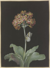 Orange-red auricula (Primula auricula) with gooseberry harlequin,,,. c1730-1783. Creator: Barbara Regina Dietzsch.