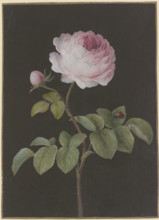 Pink rose (Rosa) with a brown beetle, c1730-1783. Creator: Barbara Regina Dietzsch.