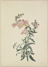 A snapdragon, c1674-1698. Creator: Pieter Withoos.