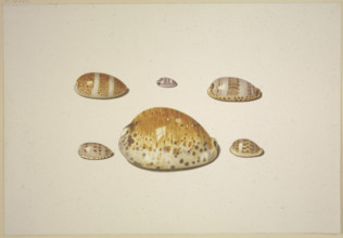 Six shells, including a large yellow one, 17th century. Creator: D Hogh.