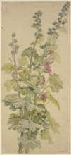 Rosella, c1710-1749. Creator: Jan van Huysum.