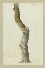 Moss-covered tree trunk, 1837. Creator: Carl Theodor Reiffenstein.