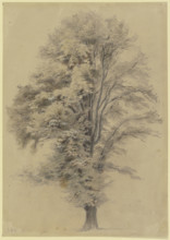 Large tree, c1830-1880. Creator: Jakob Dielmann.