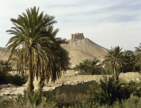 The Oasis of Palmyra, Syria, 1999.  Creator: LTL.