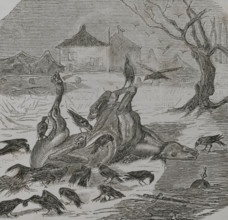 Franco-Prussian War (1870-1871): Crows tearing the carcass of a horse, 1870.  Creator: Unknown.