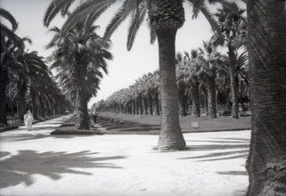 Parc Lyautey, Casablanca, Morocco, c1955.  Creator: Arthur Charles Kirby Ware.