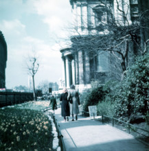 Daffodils in St Paul's Cathedral Churchyard, London, c1955. Creator: Arthur Charles Kirby Ware.
