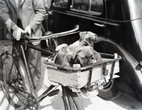 Dogs in handlebar basket, c1955. Creator: Arthur Charles Kirby Ware.