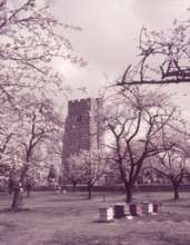 Cherry blossom, Newington, Kent, c1955.  Creator: Arthur Charles Kirby Ware.