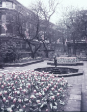 Tulips in the garden of the Drapers' Hall, City of London, c1953. Creator: Arthur Charles Kirby Ware.