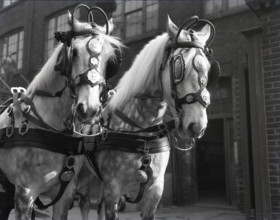 Grey horses, London, c1953.  Creator: Arthur Charles Kirby Ware.