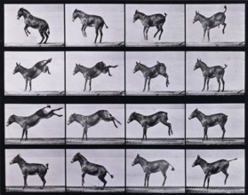 Mule, bucking and kicking, Ruth, 1872-1885.   Creator: Eadweard J Muybridge.