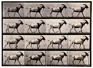 Goat Walking, 1872-1885.  Creator: Eadweard J Muybridge.